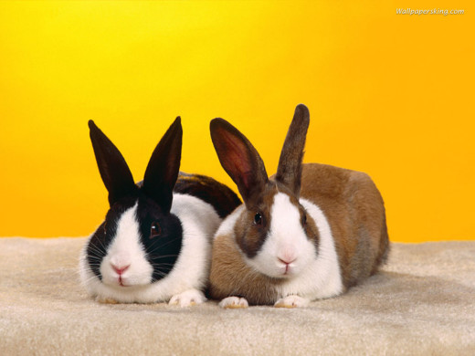 345829 (a): :1024x768